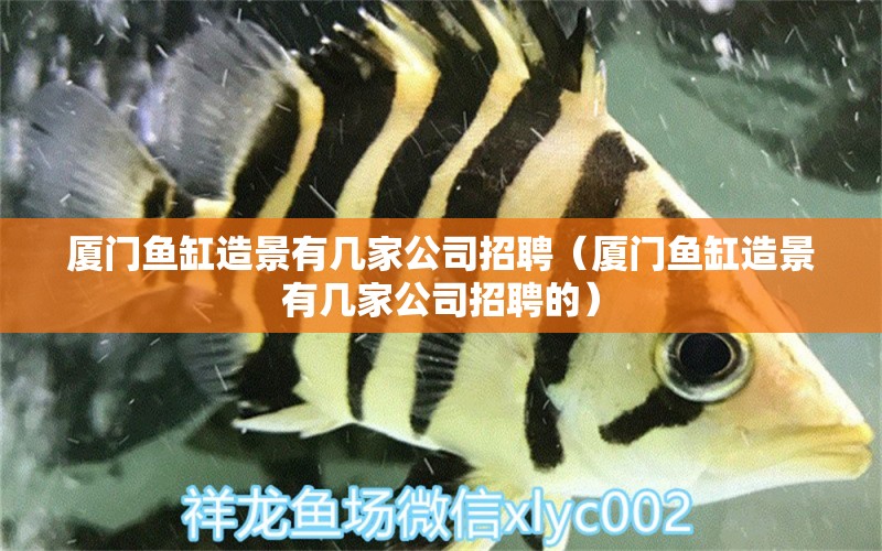 廈門魚缸造景有幾家公司招聘（廈門魚缸造景有幾家公司招聘的） 虎斑恐龍魚