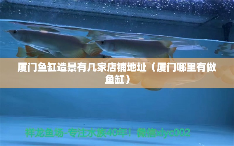 廈門魚缸造景有幾家店鋪地址（廈門哪里有做魚缸）