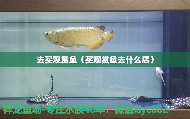 去買觀賞魚（買觀賞魚去什么店）