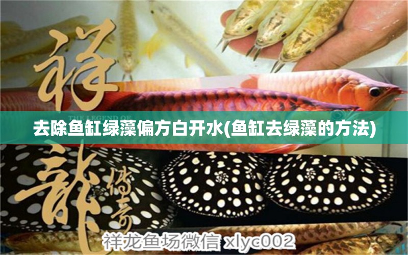 去除魚缸綠藻偏方白開水(魚缸去綠藻的方法) 黃金夢幻雷龍魚 第1張