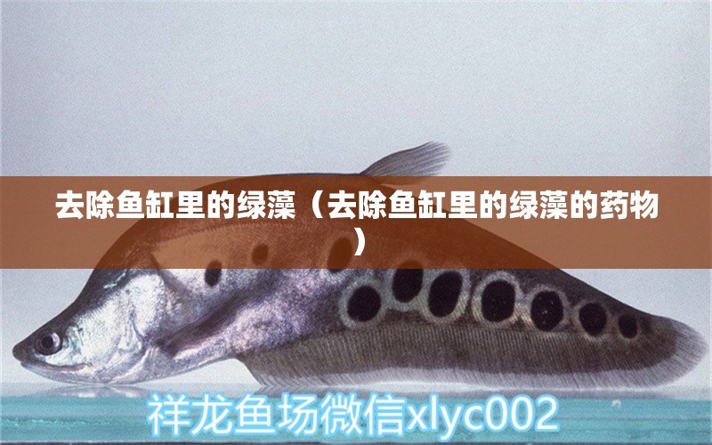 去除魚缸里的綠藻（去除魚缸里的綠藻的藥物）