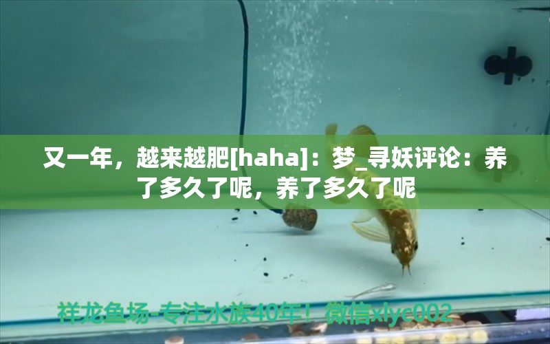 又一年，越來越肥[haha]：夢_尋妖評論：養(yǎng)了多久了呢，養(yǎng)了多久了呢 觀賞魚論壇 第2張