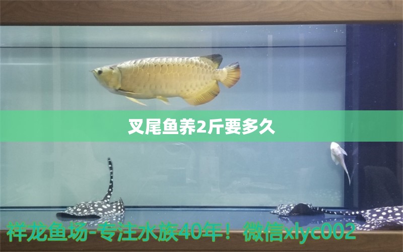 叉尾魚養(yǎng)2斤要多久 福魟魟魚 第2張