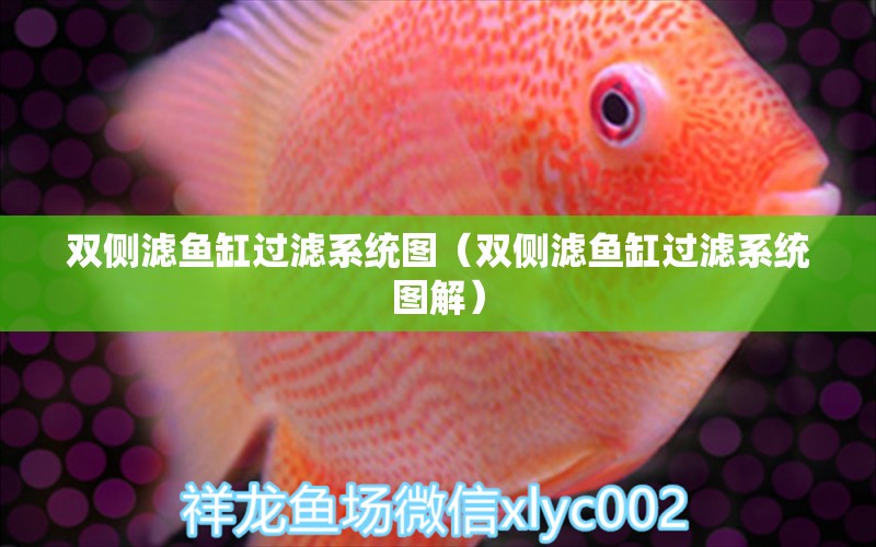 雙側(cè)濾魚缸過(guò)濾系統(tǒng)圖（雙側(cè)濾魚缸過(guò)濾系統(tǒng)圖解） 祥龍水族醫(yī)院