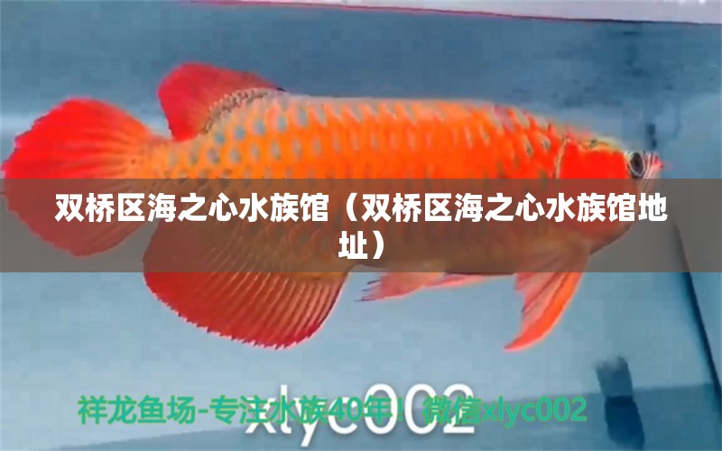 雙橋區(qū)海之心水族館（雙橋區(qū)海之心水族館地址）