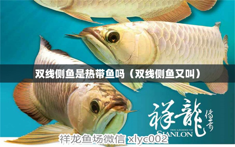 雙線側(cè)魚是熱帶魚嗎（雙線側(cè)魚又叫） 雙線側(cè)魚