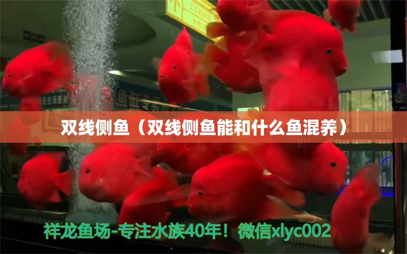 雙線側(cè)魚(yú)（雙線側(cè)魚(yú)能和什么魚(yú)混養(yǎng)）