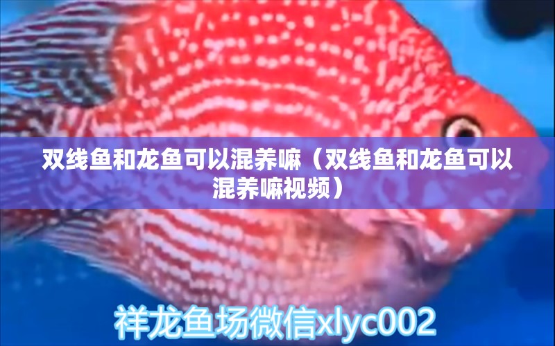 雙線(xiàn)魚(yú)和龍魚(yú)可以混養(yǎng)嘛（雙線(xiàn)魚(yú)和龍魚(yú)可以混養(yǎng)嘛視頻） 祥龍水族醫(yī)院