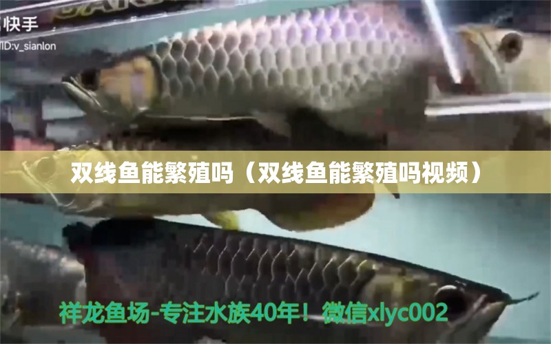 雙線魚能繁殖嗎（雙線魚能繁殖嗎視頻） 廣州龍魚批發(fā)市場(chǎng)