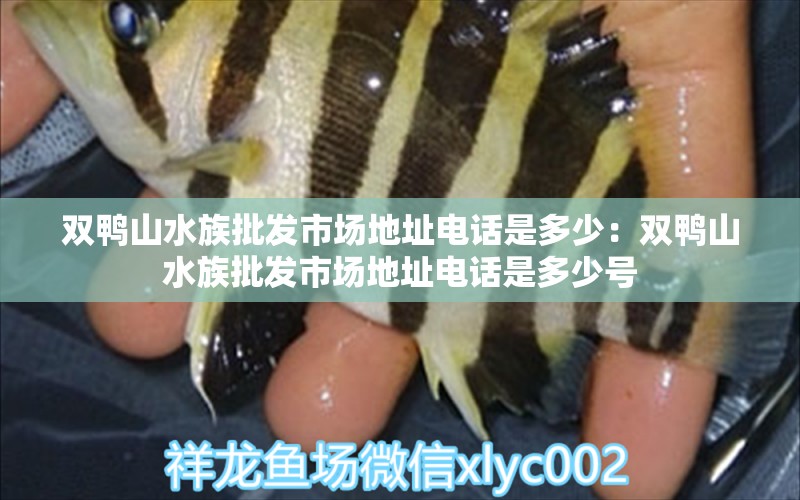 雙鴨山水族批發(fā)市場地址電話是多少：雙鴨山水族批發(fā)市場地址電話是多少號 觀賞魚水族批發(fā)市場