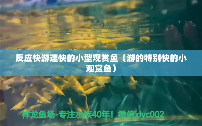 反應(yīng)快游速快的小型觀賞魚（游的特別快的小觀賞魚） 小型觀賞魚