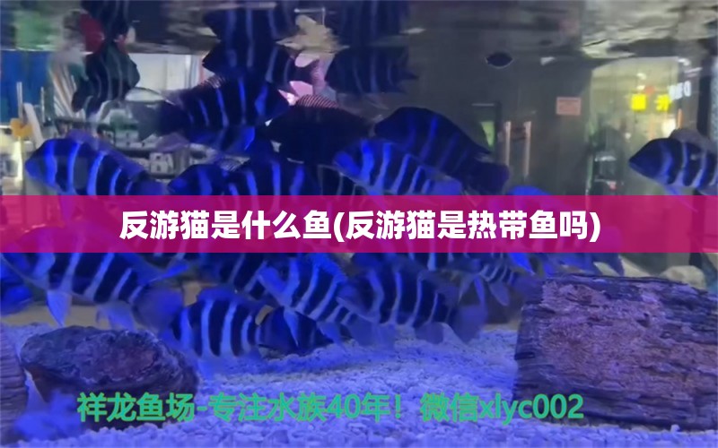 反游貓是什么魚(反游貓是熱帶魚嗎) 觀賞魚 第1張