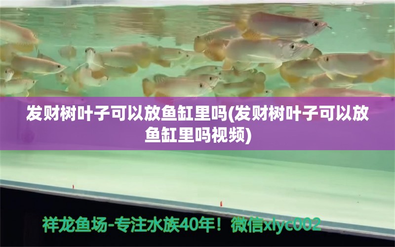 發(fā)財樹葉子可以放魚缸里嗎(發(fā)財樹葉子可以放魚缸里嗎視頻) 蝴蝶鯉