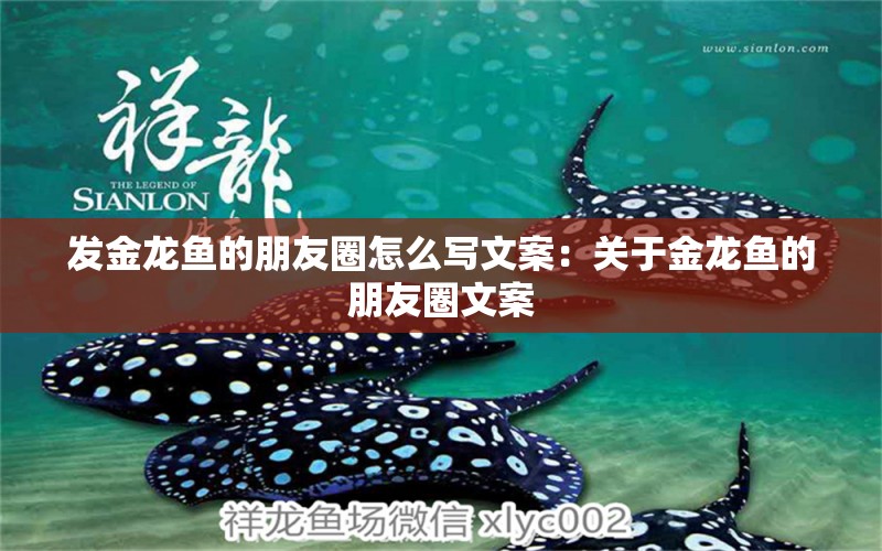 發(fā)金龍魚的朋友圈怎么寫文案：關(guān)于金龍魚的朋友圈文案 水族問答 第1張