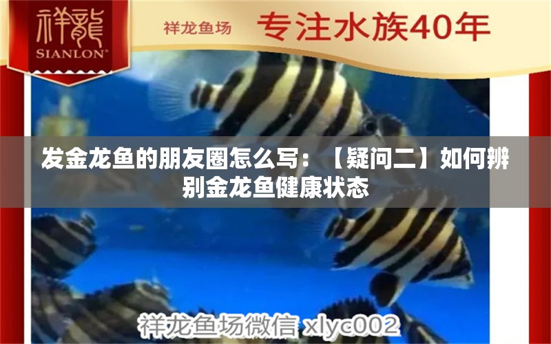 發(fā)金龍魚的朋友圈怎么寫：【疑問二】如何辨別金龍魚健康狀態(tài) 水族問答 第2張