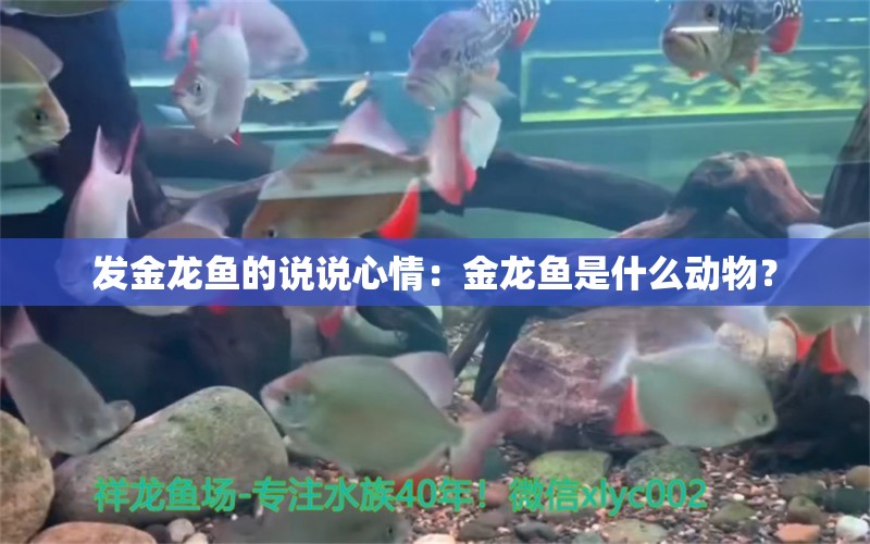 發(fā)金龍魚的說說心情：金龍魚是什么動物？ 水族問答 第2張