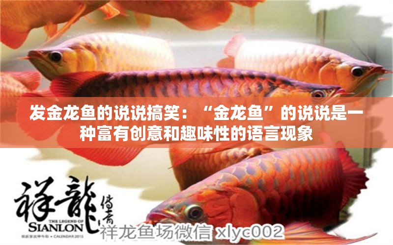 發(fā)金龍魚的說說搞笑：“金龍魚”的說說是一種富有創(chuàng)意和趣味性的語言現(xiàn)象 水族問答 第2張