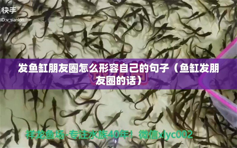 發(fā)魚缸朋友圈怎么形容自己的句子（魚缸發(fā)朋友圈的話） 廣州觀賞魚批發(fā)市場