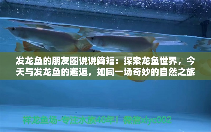 發(fā)龍魚的朋友圈說說簡短：探索龍魚世界，今天與發(fā)龍魚的邂逅，如同一場(chǎng)奇妙的自然之旅 水族問答 第2張