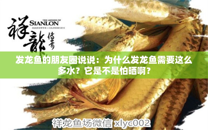 發(fā)龍魚(yú)的朋友圈說(shuō)說(shuō)：為什么發(fā)龍魚(yú)需要這么多水？它是不是怕曬啊？ 水族問(wèn)答 第2張