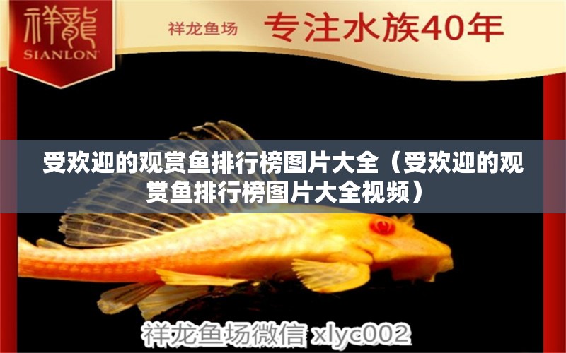 受歡迎的觀賞魚排行榜圖片大全（受歡迎的觀賞魚排行榜圖片大全視頻） 大日玉鯖魚