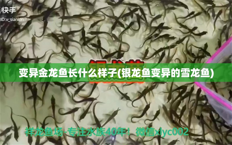 變異金龍魚長什么樣子(銀龍魚變異的雪龍魚) 銀龍魚百科 第1張