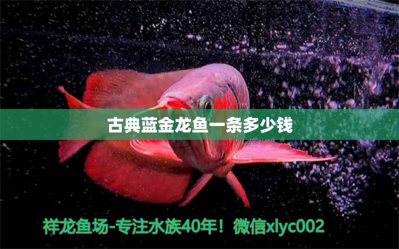 古典藍(lán)金龍魚一條多少錢 龍魚百科 第1張