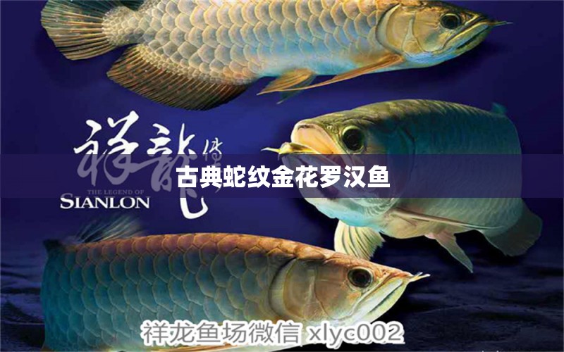 古典蛇紋金花羅漢魚