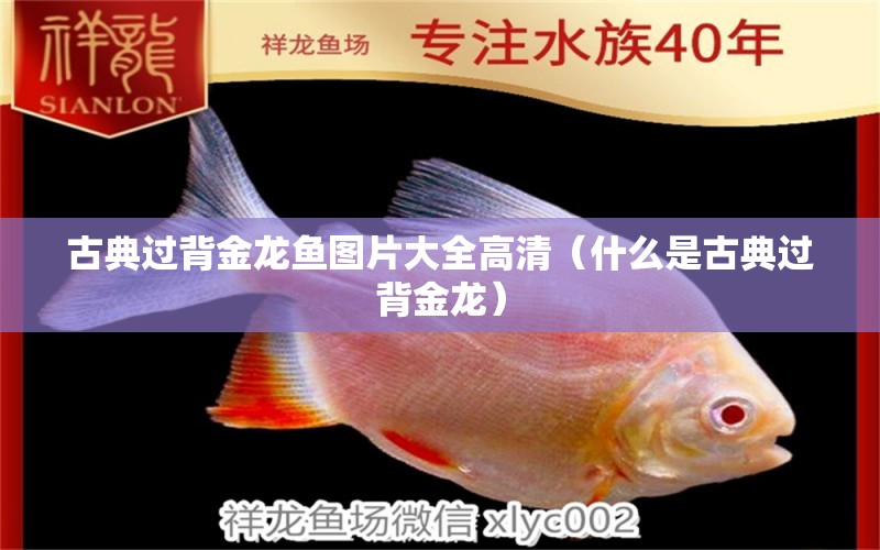 古典過背金龍魚圖片大全高清（什么是古典過背金龍）