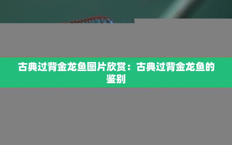 古典過背金龍魚圖片欣賞：古典過背金龍魚的鑒別 水族問答