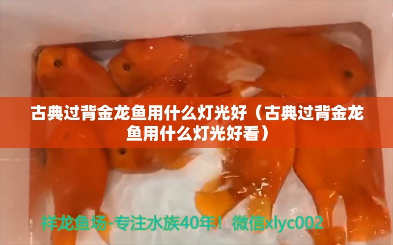 古典過背金龍魚用什么燈光好（古典過背金龍魚用什么燈光好看） 古典過背金龍魚