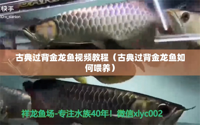 古典過(guò)背金龍魚(yú)視頻教程（古典過(guò)背金龍魚(yú)如何喂養(yǎng)）