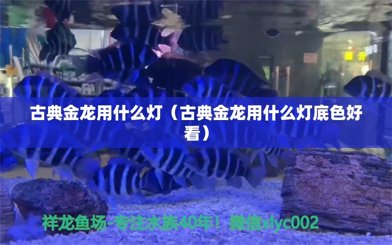 古典金龍用什么燈（古典金龍用什么燈底色好看） 斑馬鴨嘴魚