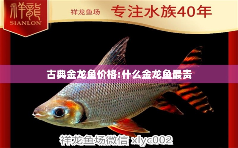 古典金龍魚價格:什么金龍魚最貴