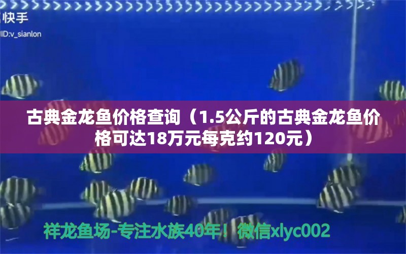 古典金龍魚(yú)價(jià)格查詢（1.5公斤的古典金龍魚(yú)價(jià)格可達(dá)18萬(wàn)元每克約120元） 龍魚(yú)百科