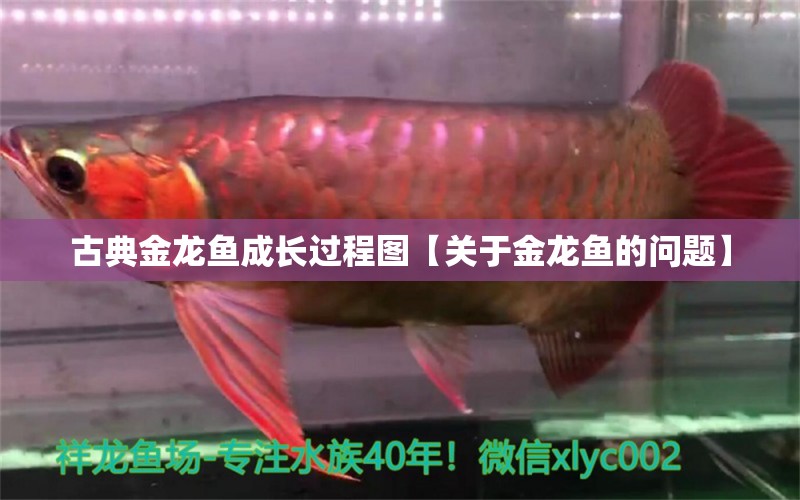 古典金龍魚成長過程圖【關(guān)于金龍魚的問題】