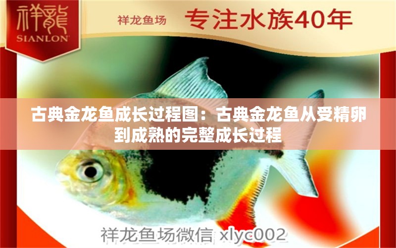 古典金龍魚成長過程圖：古典金龍魚從受精卵到成熟的完整成長過程