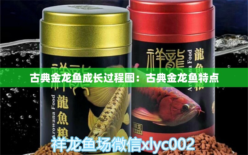 古典金龍魚成長過程圖：古典金龍魚特點(diǎn)