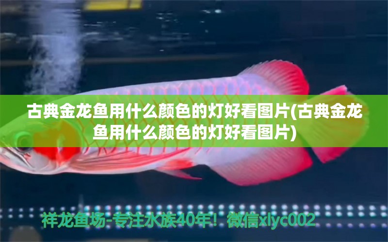 古典金龍魚用什么顏色的燈好看圖片(古典金龍魚用什么顏色的燈好看圖片) 七紋巨鯉魚