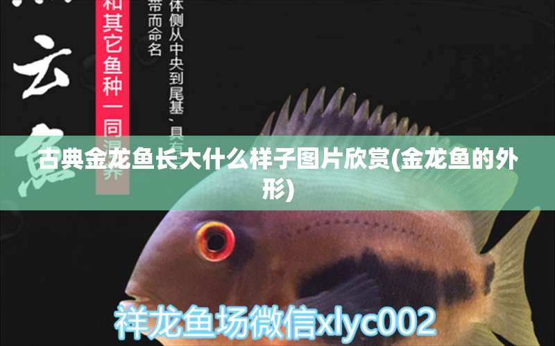 古典金龍魚(yú)長(zhǎng)大什么樣子圖片欣賞(金龍魚(yú)的外形) 野生埃及神仙魚(yú)