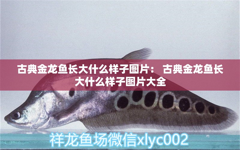 古典金龍魚長(zhǎng)大什么樣子圖片： 古典金龍魚長(zhǎng)大什么樣子圖片大全 老魚匠