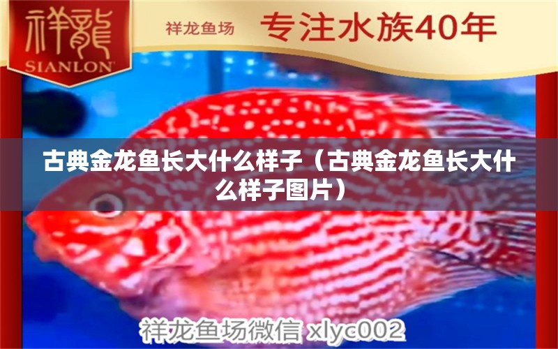 古典金龍魚長大什么樣子（古典金龍魚長大什么樣子圖片）