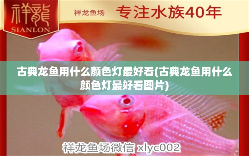 古典龍魚用什么顏色燈最好看(古典龍魚用什么顏色燈最好看圖片) 廣州水族器材濾材批發(fā)市場