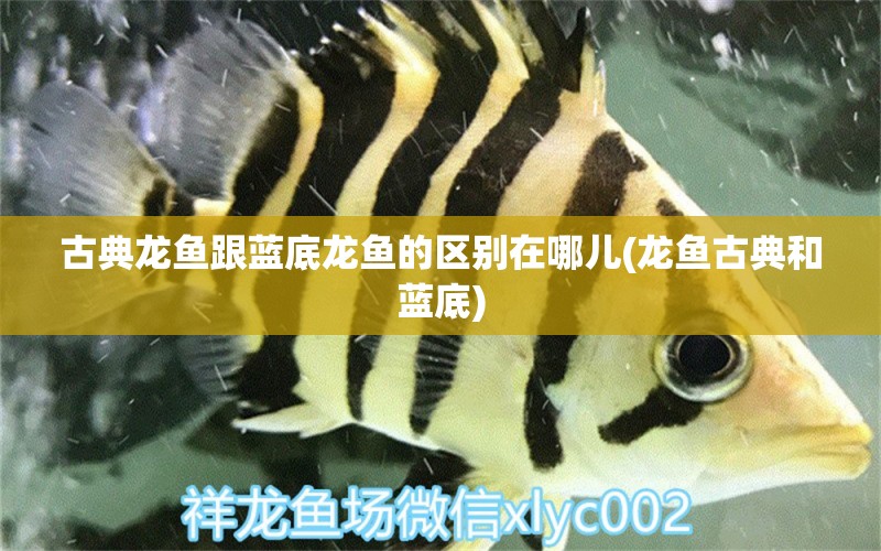 古典龍魚(yú)跟藍(lán)底龍魚(yú)的區(qū)別在哪兒(龍魚(yú)古典和藍(lán)底)