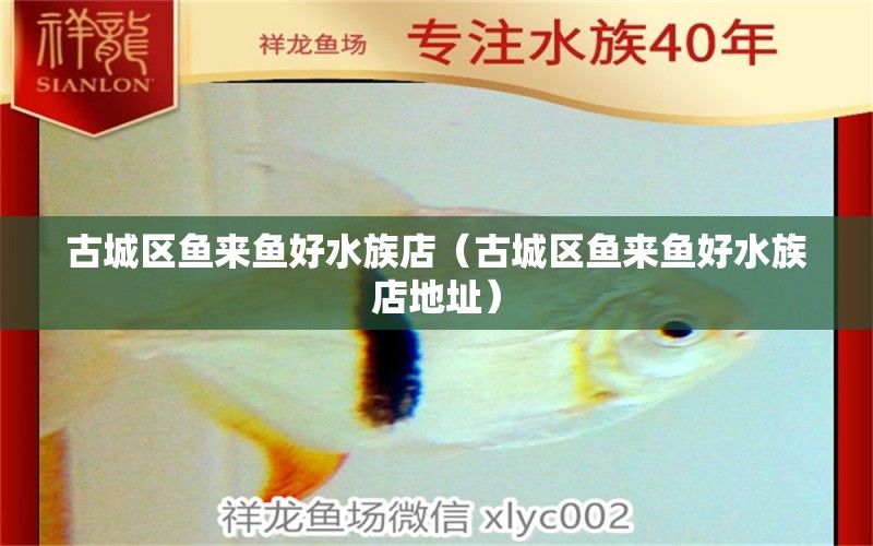 古城區(qū)魚來魚好水族店（古城區(qū)魚來魚好水族店地址）