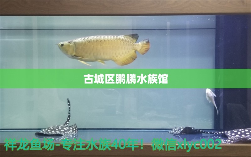 古城區(qū)鵬鵬水族館