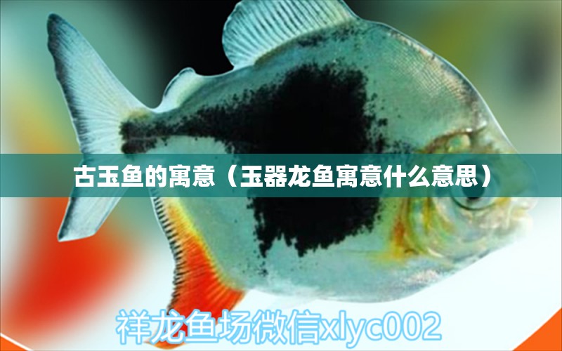 古玉魚的寓意（玉器龍魚寓意什么意思） 白化巴西龜（白巴）