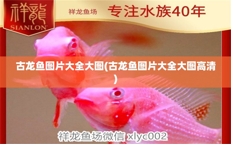 古龍魚(yú)圖片大全大圖(古龍魚(yú)圖片大全大圖高清)