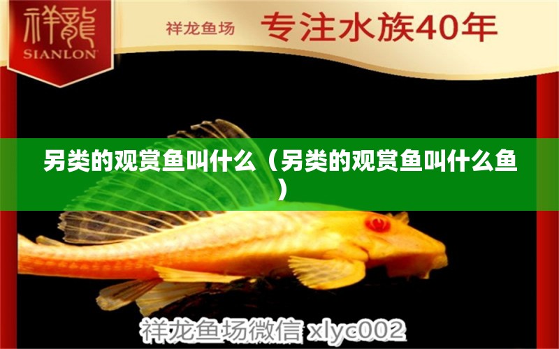 另類的觀賞魚叫什么（另類的觀賞魚叫什么魚）