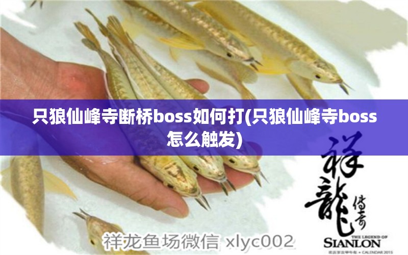 只狼仙峰寺斷橋boss如何打(只狼仙峰寺boss怎么觸發(fā)) 麥肯斯銀版魚(yú)